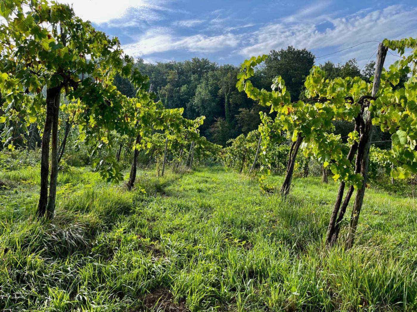 Villa De Luccheri Frasso Telesino Exteriér fotografie